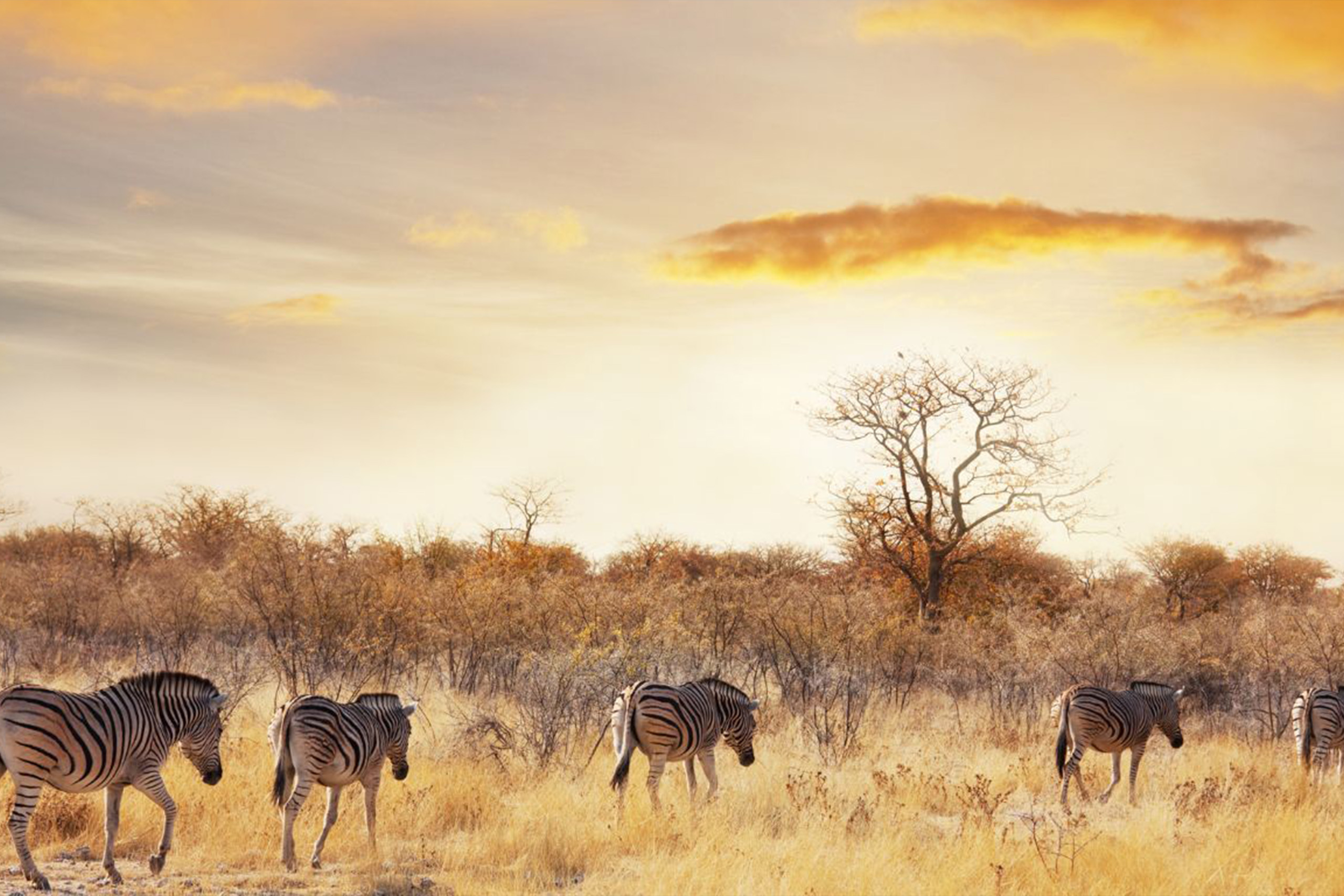 Embark on a Thrilling Safari Adventure